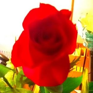 Meet your Posher, Lindsay